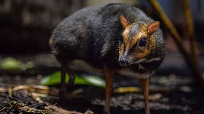 05-philippinen-forum-tiere-mouse-deer-00