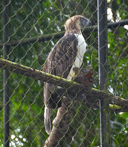 Philippine Eagel 4