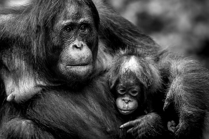 11_06_14Borneo000105-Bearbeitet