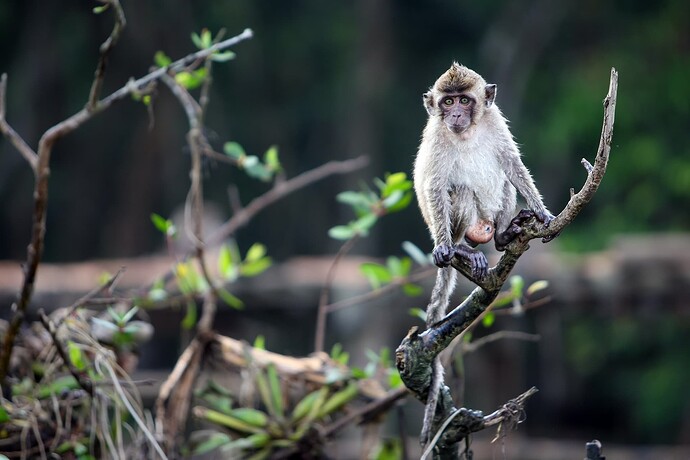 11_06_11Borneo000248-Bearbeitet