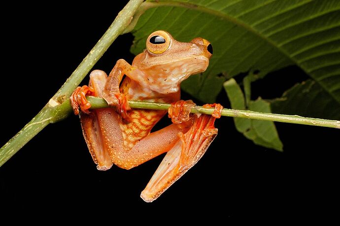 17-philippinen-forum-tiere-flying-frog-02