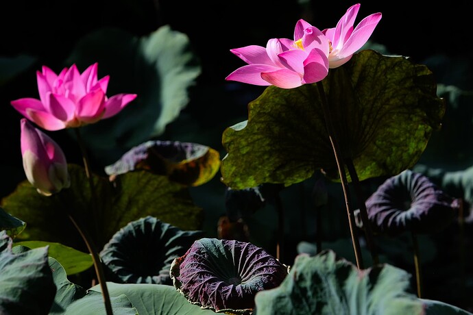 11_04_20Bali00001 014-Bearbeitet