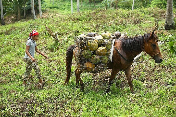 28-philippinen-forum-ausflug-cowboys-von-bukidnon-05