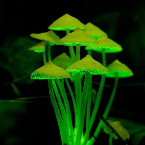 21-philippinen-forum-naturwelten-flora-leuchtende-pilze-01