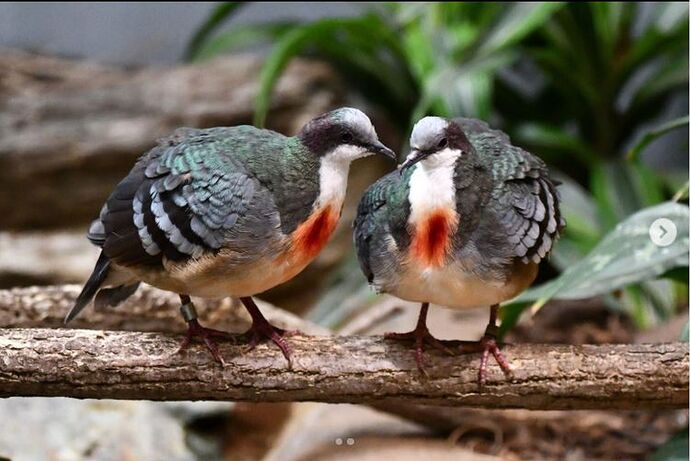 15-philippinen-forum-tiere-luzon-bleeding-heart-01