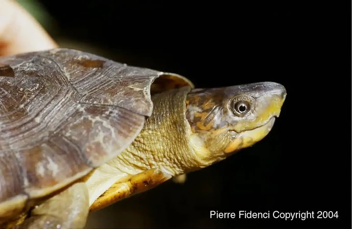 29-philippinen-forum-tiere_waldschildkroete-04