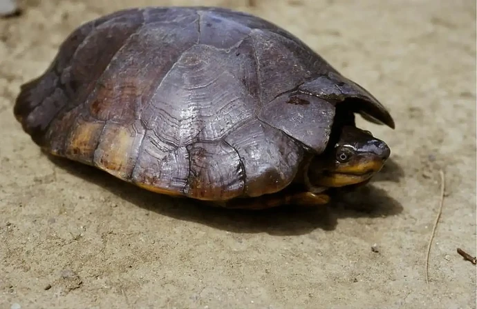 29-philippinen-forum-tiere_waldschildkroete-03