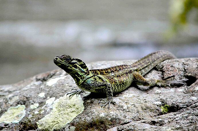 08-philippinen-forum-seen-Balinsasayao-lake-03