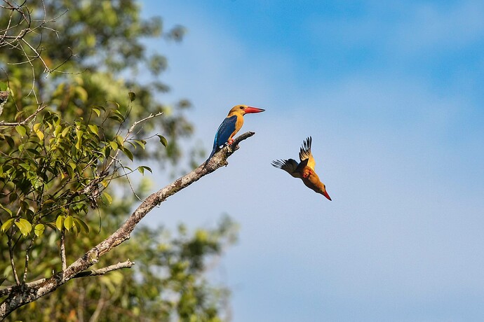 11_06_14Borneo000018-Bearbeitet