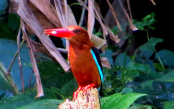 08-philippinen-forum-seen-Balinsasayao-lake-02