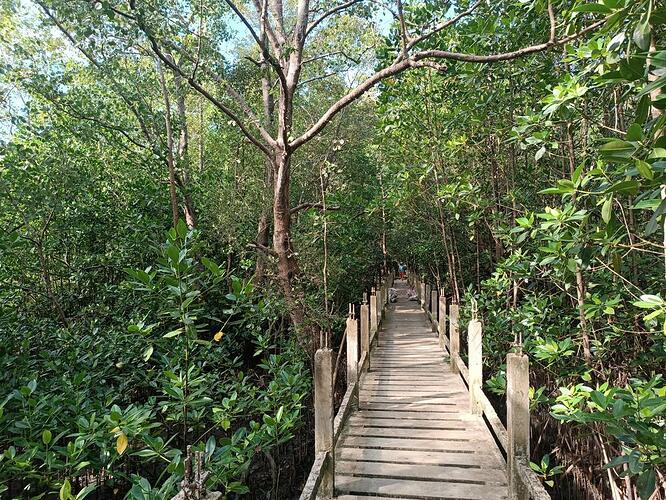 lebak mangroven (4)