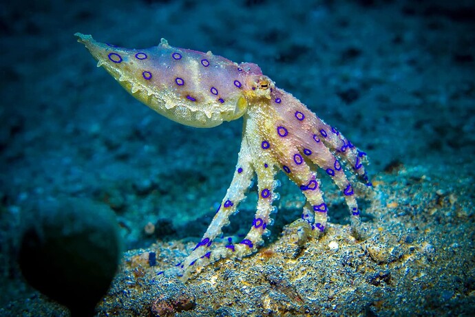 die kleine blau-geringelte Krake