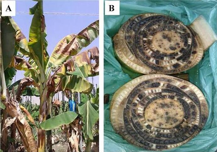 01-philippinen-forum-wirtschaft-cavendish-bananen-export-03