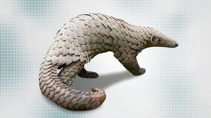 20-philippinen-forum-tiere-pangolin-00