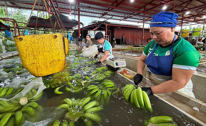 01-philippinen-forum-wirtschaft-cavendish-bananen-export-06