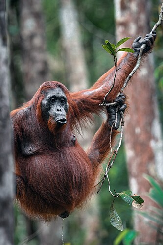 11_06_14Borneo000536-Bearbeitet