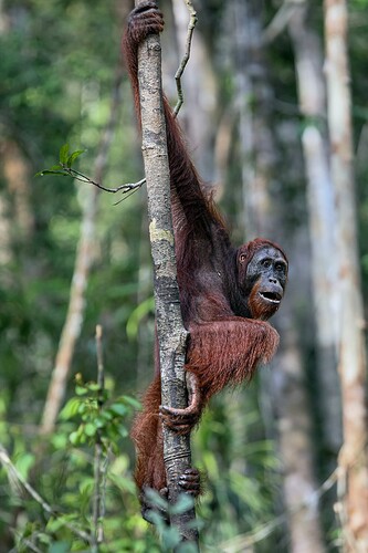 11_06_14Borneo000601-Bearbeitet