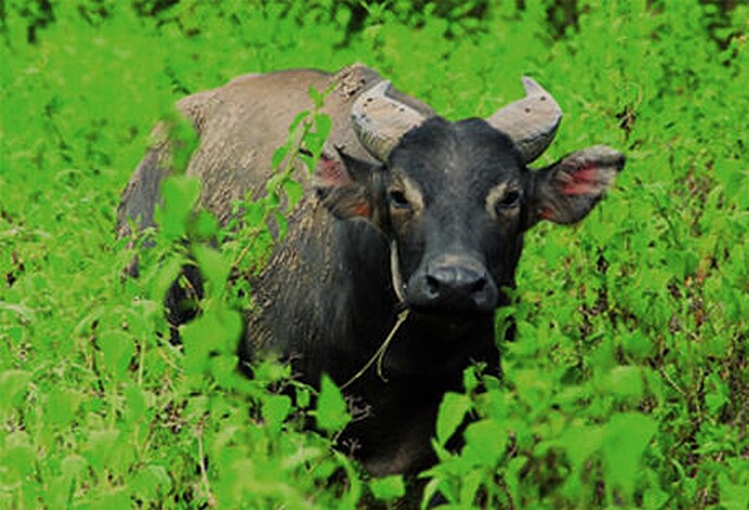 05-philippinen-forum-tiere-tamaraw-03
