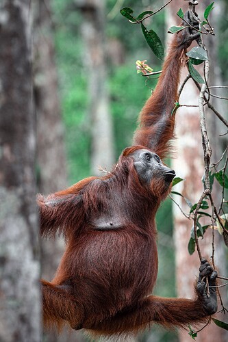 11_06_14Borneo000543-Bearbeitet