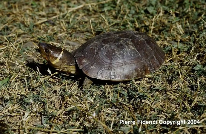 29-philippinen-forum-tiere_waldschildkroete-00