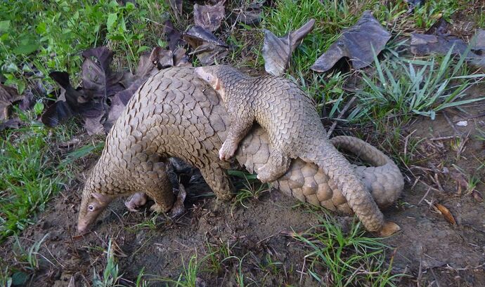 20-philippinen-forum-tiere-pangolin-01