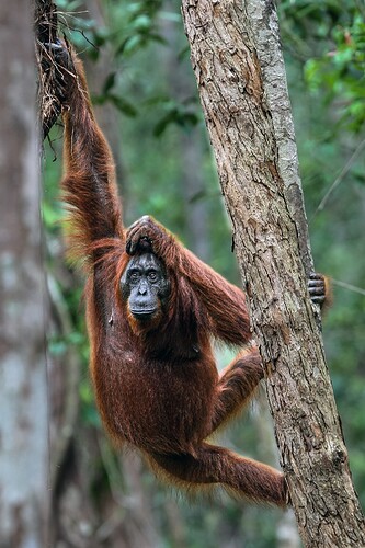 11_06_14Borneo000521-Bearbeitet