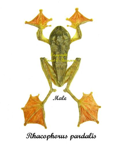 17-philippinen-forum-tiere-flying-frog-03