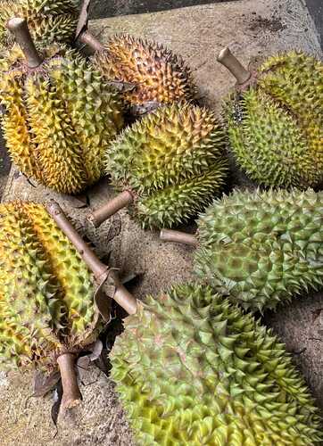 Durian1