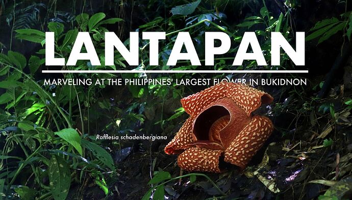13-philippinen-forum-naturwelten-Rafflesia schadenbergiana-00