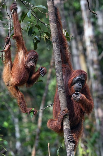 11_06_14Borneo000481-Bearbeitet