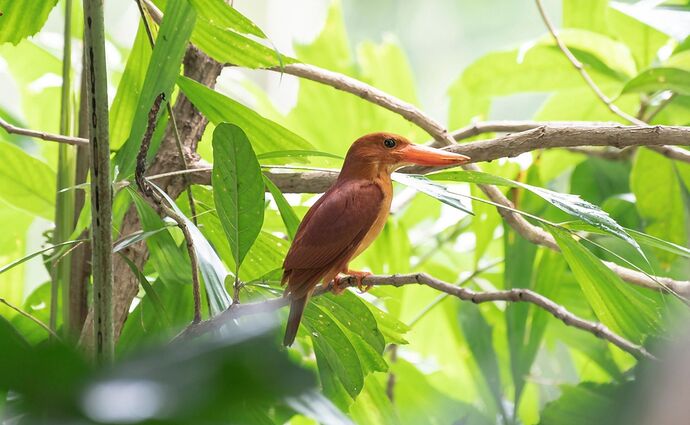 22-philippinen-forum-nationalparks-Lake Butig National Park.02