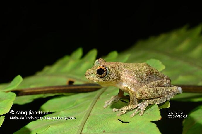 17-philippinen-forum-tiere-flying-frog-01