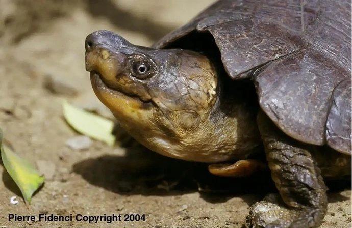 29-philippinen-forum-tiere_waldschildkroete-05