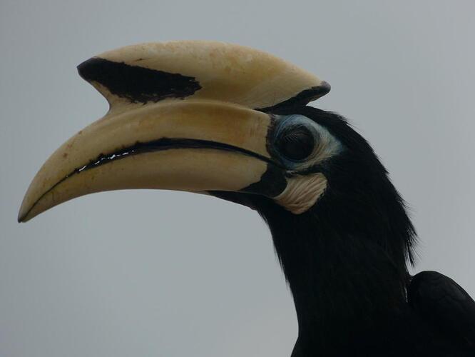hornbill (4)