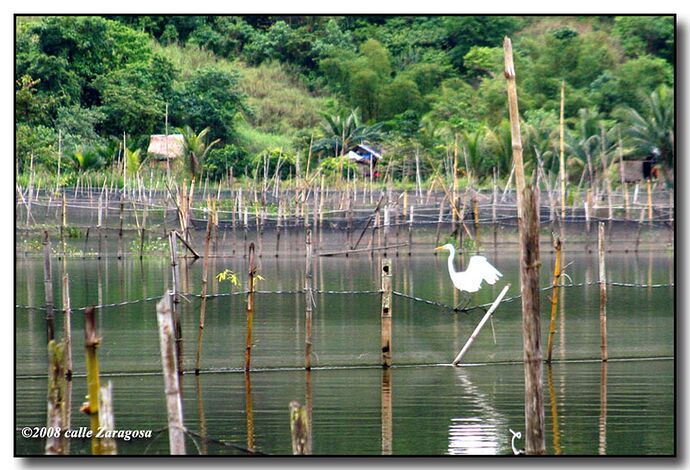10-philippinen-forum-seen-lake-bito-03