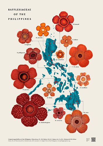 13-philippinen-forum-naturwelten-Rafflesia schadenbergiana-01