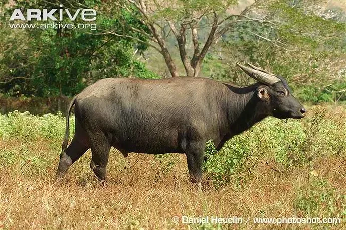 05-philippinen-forum-tiere-tamaraw-00