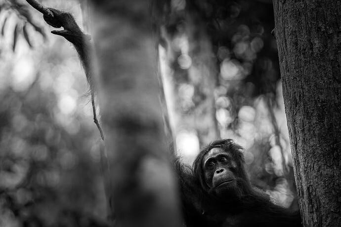 11_06_13Borneo000981-Bearbeitet