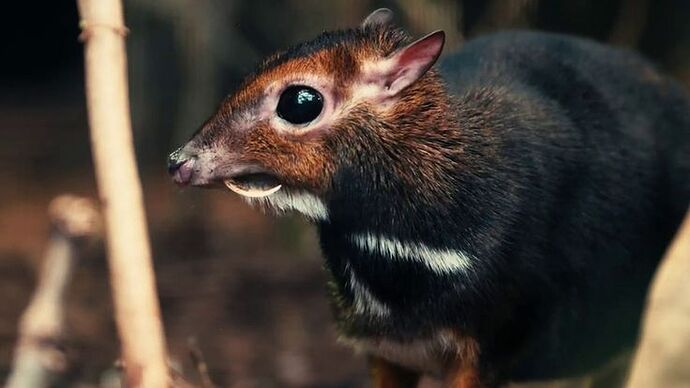 05-philippinen-forum-tiere-mouse-deer-01