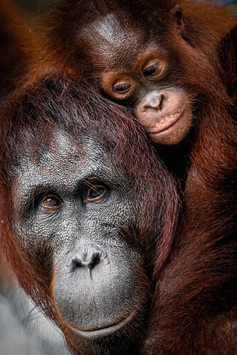 11_06_13Borneo000638-Bearbeitet