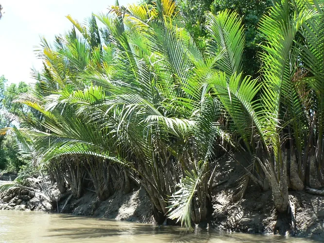16-philippinen-forum-allgemein-sukang-paombong-02