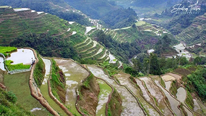 15-philippinen-forum-allgemein-reiskultur-01