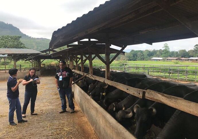 11-philippinen-forum-essen-trinke-carabao-milch-07