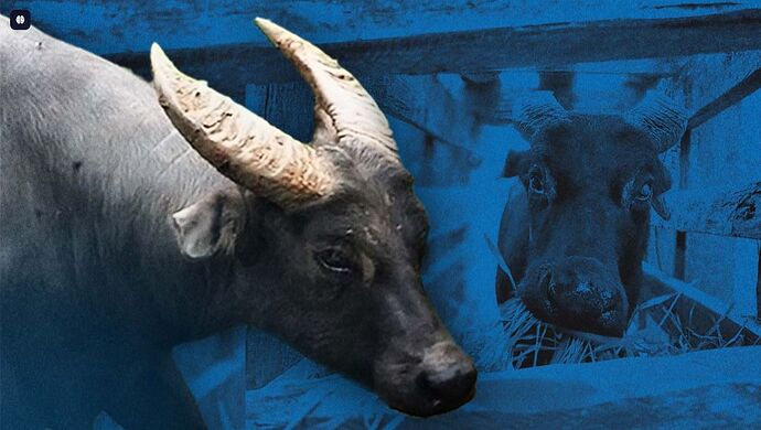 05-philippinen-forum-tiere-tamaraw-01