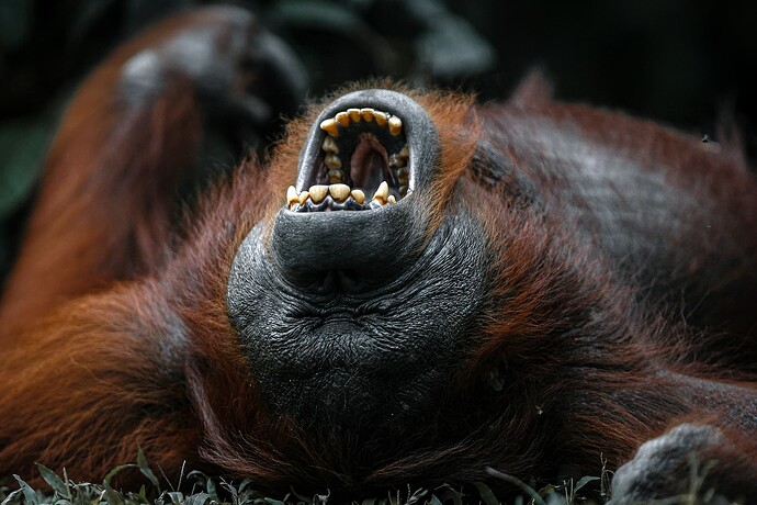 11_06_13Borneo001063-Bearbeitet