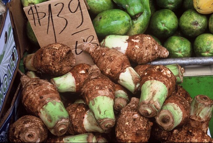 12-philippinen-forum-gemuese-gabi-taro-01