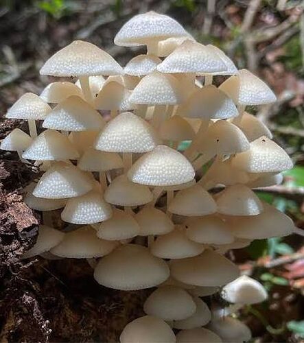 21-philippinen-forum-naturwelten-flora-leuchtende-pilze-02