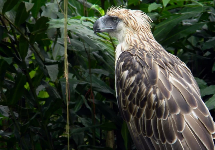 Philippine Eagel 1
