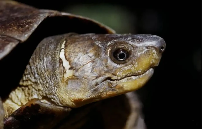 29-philippinen-forum-tiere_waldschildkroete-02