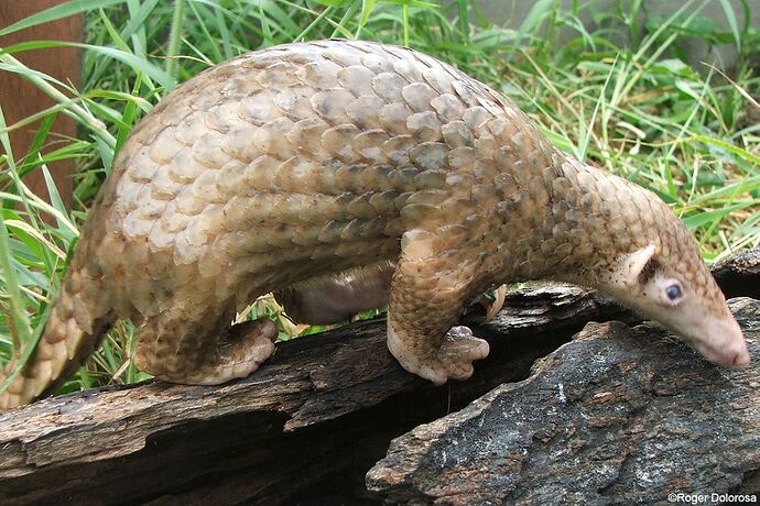 20-philippinen-forum-tiere-pangolin-02